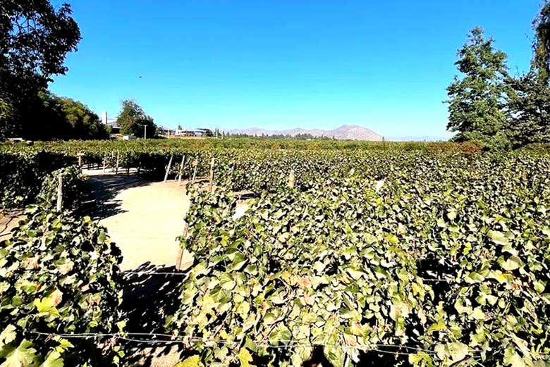 Aprenderemos sobre o cultivo da uva