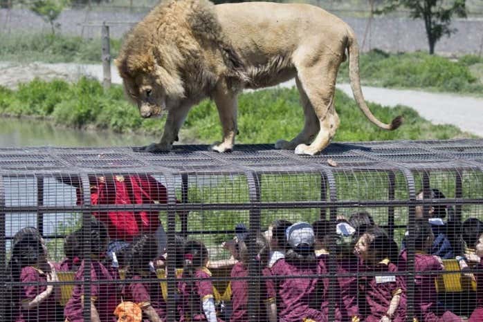 Disfrutando del Safari Grandes Felinos