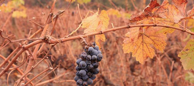 Cousiño Macul Vineyard & Baha'i Temple Tour