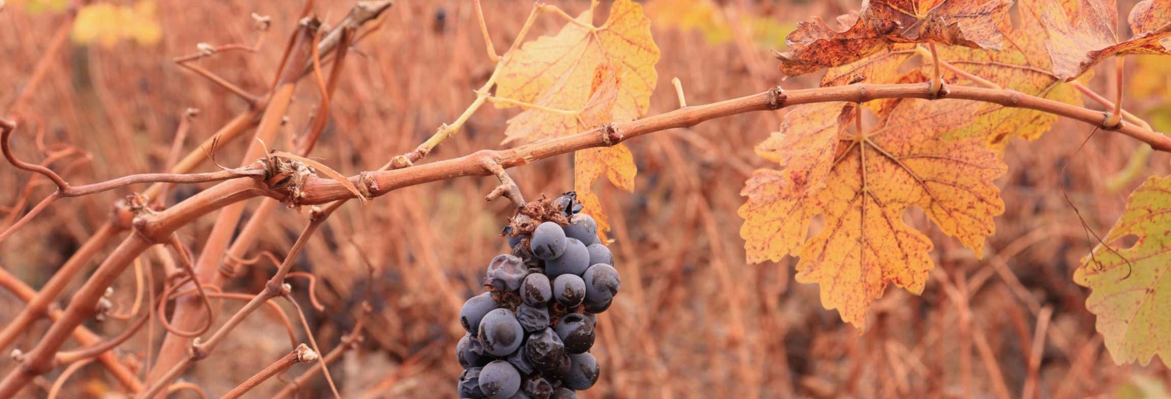 Gastronomía y enoturismo en Santiago de Chile