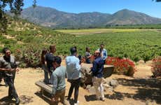 Viña Tres Palacios Winery Tour