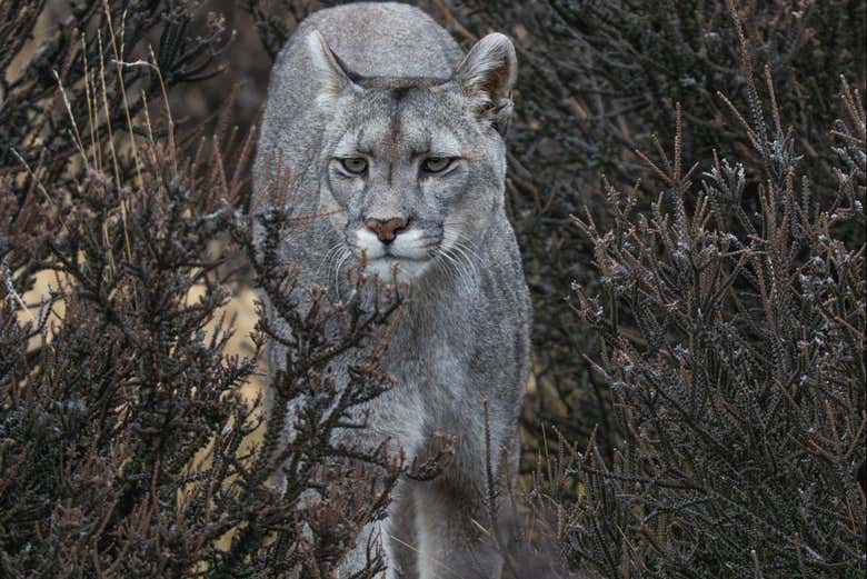 Contaremos con prismáticos para avistar pumas