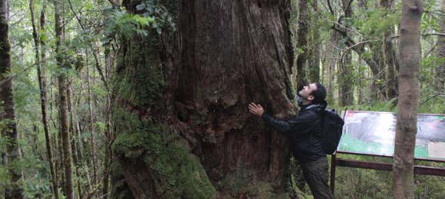 Excursión al Parque Nacional Alerce Costero