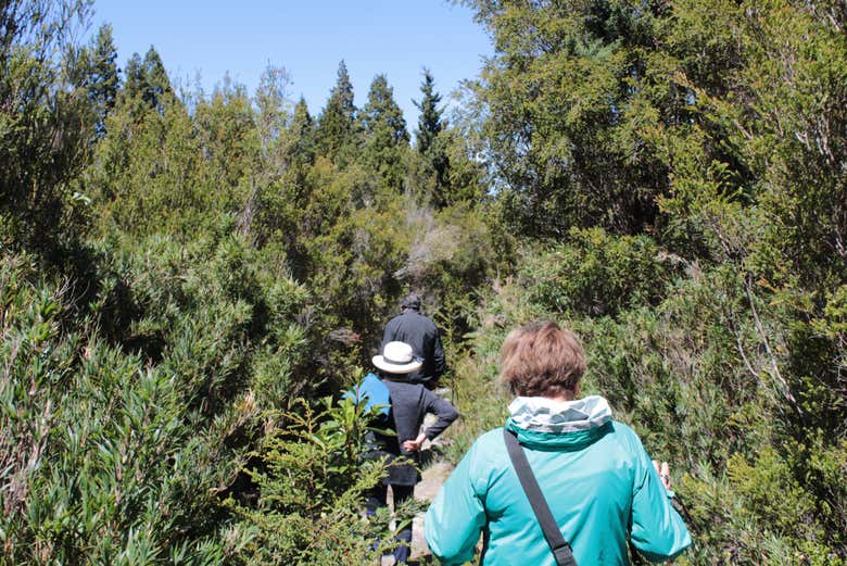 Explore Alerce Costero National Park