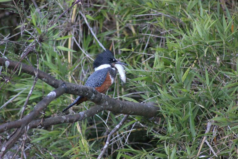 Fauna del fiume Valdivia