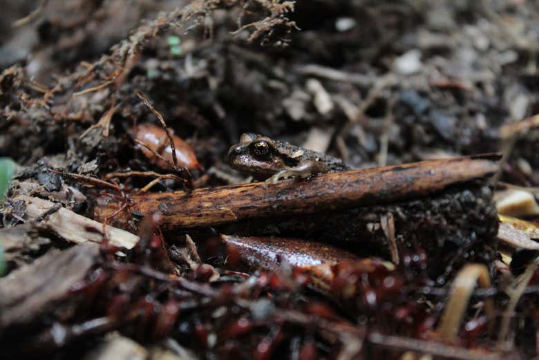 Una rana cammuffata nel sottobosco