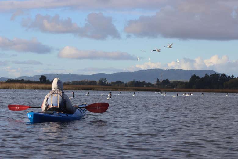 Kayak along the Valdivia River