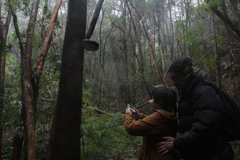 Sentiero nel fitto bosco