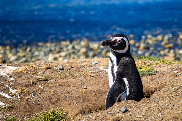 App do Dia - Ilha dos Pinguins