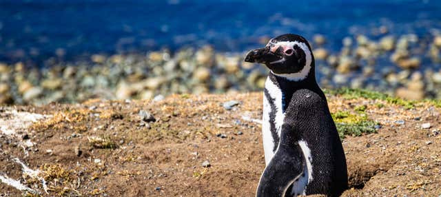 Cachagua Island Penguin Watching