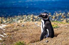 Avistamiento de pingüinos en la isla Cachagua