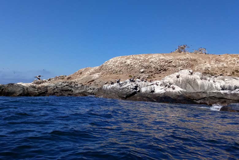 Cachagua's coastline
