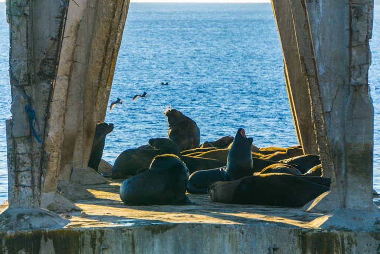 Sea lions in Valparaiso