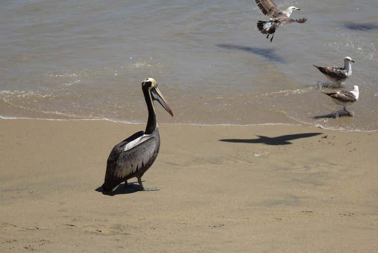 Pelicans in Valparaiso