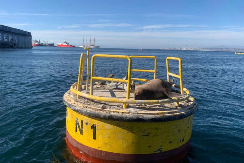 Un león marino en las aguas de Valparaíso
