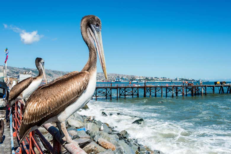A pelican in the harbor