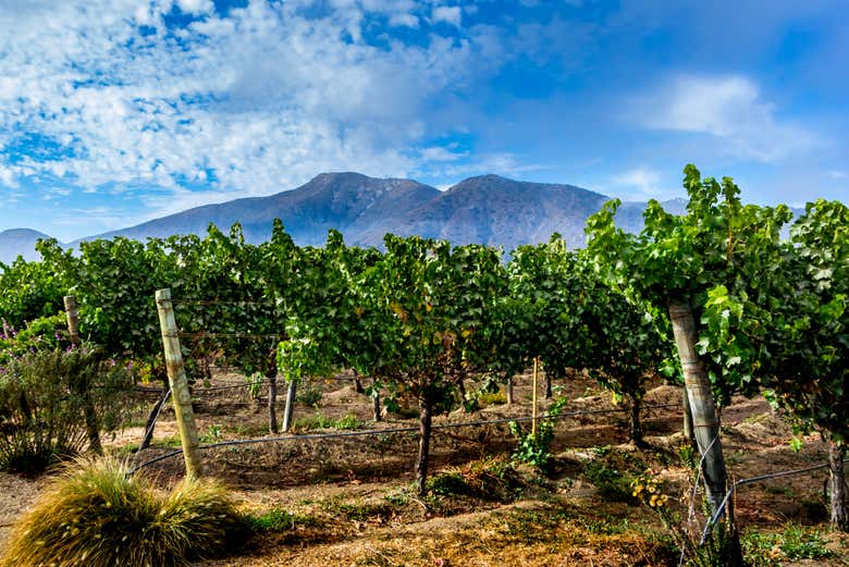 Viñedos del Valle de Casablanca, con los Andes de fondo