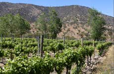 Visita a una bodega del Valle de Casablanca