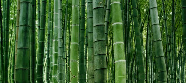 Excursión privada al Mar de Bambú de Sichuan y Pingle