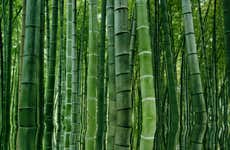 Sichuan Bamboo Sea + Pingle Private Day Trip