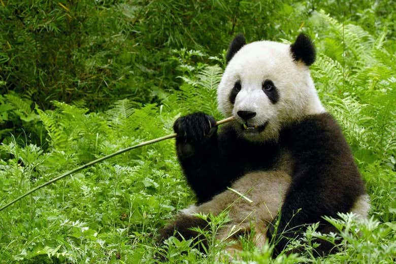 Veremos cómo se alimentan los osos