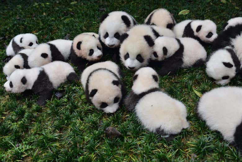 Los pandas en la reserva