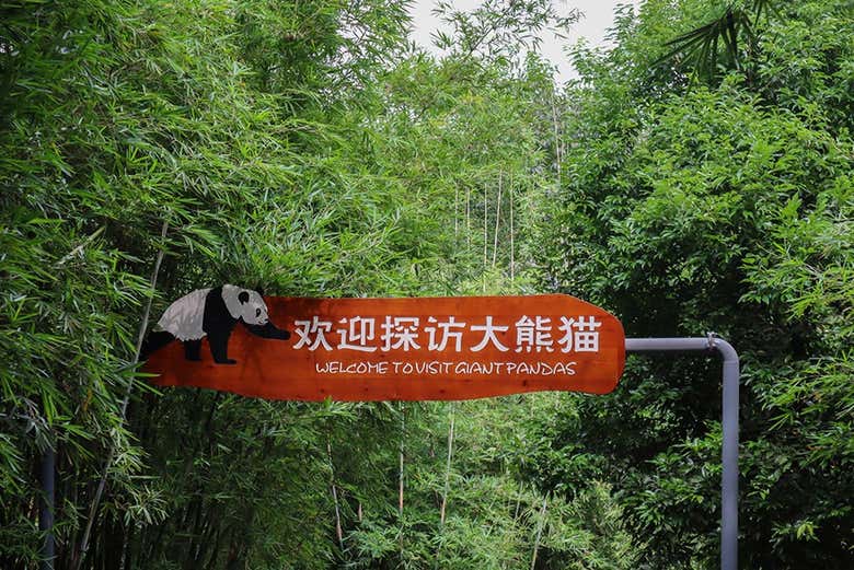 A placa na entrada da base do panda-gigante