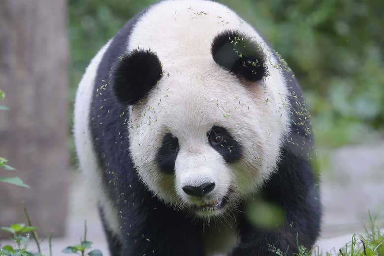 Un oso panda caminando en los campos de la reserva