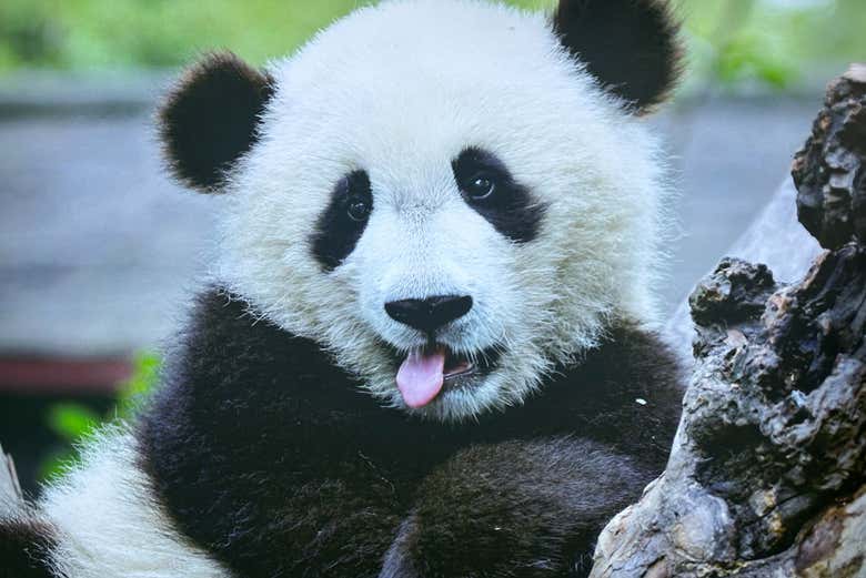 Um panda com a língua de fora