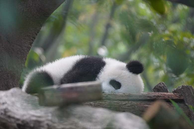 Você vai se apaixonar a cada minuto dentro da base do panda!