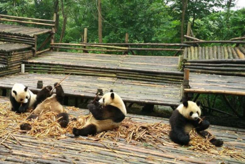 Grupo de pandas en la reserva