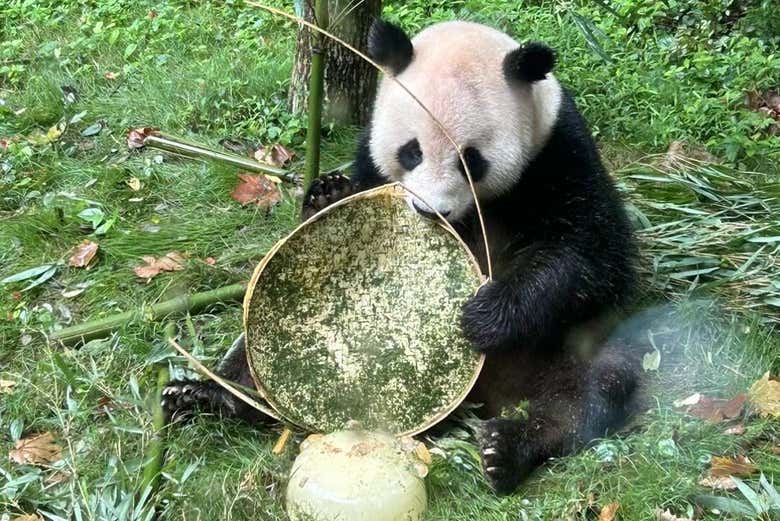 Um urso panda com uma badeja de bambu