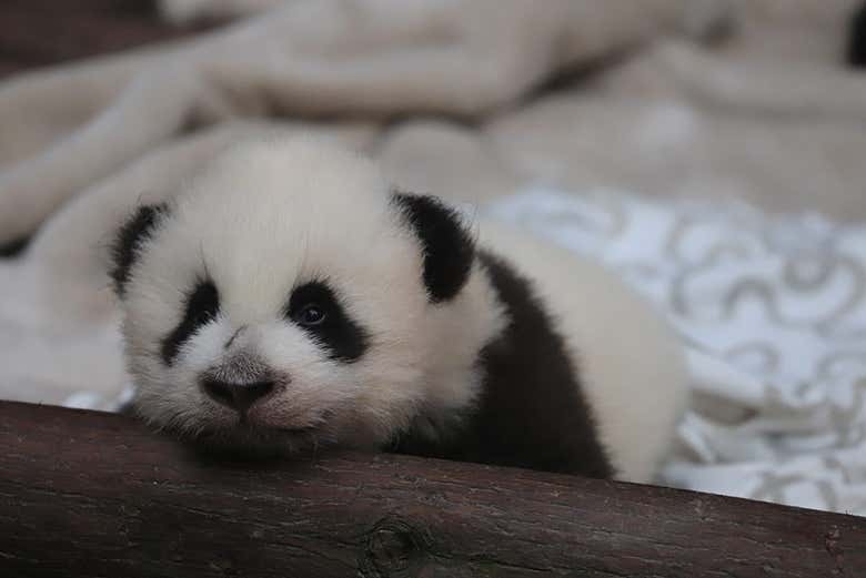Um bebê panda