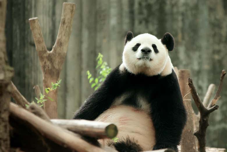 Say hi to the friendly pandas!