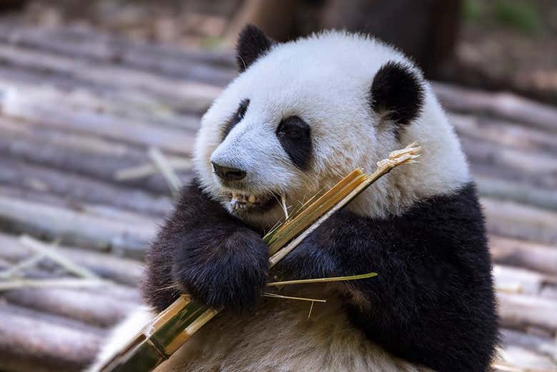 Un panda comiendo en la base de investigación de Chengdú