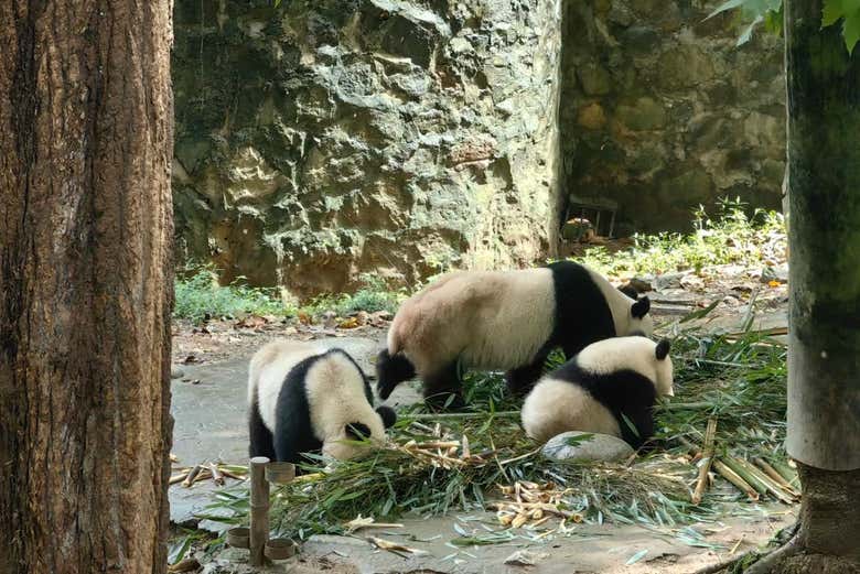 Varios pandas comendo bambu