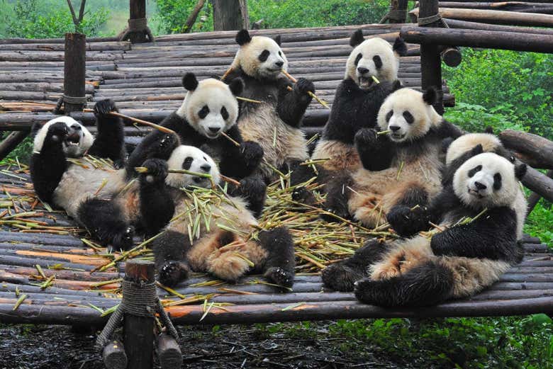 Ursos panda no seu habitat da reserva de Dujiangyan