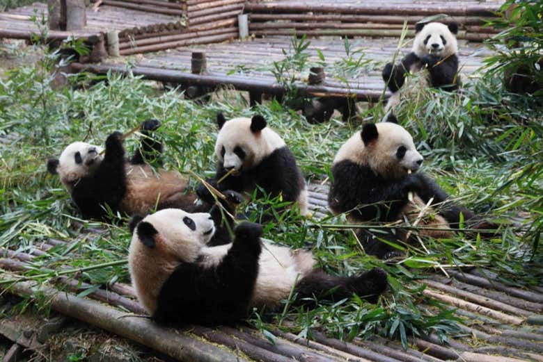 Look at the adorable pandas
