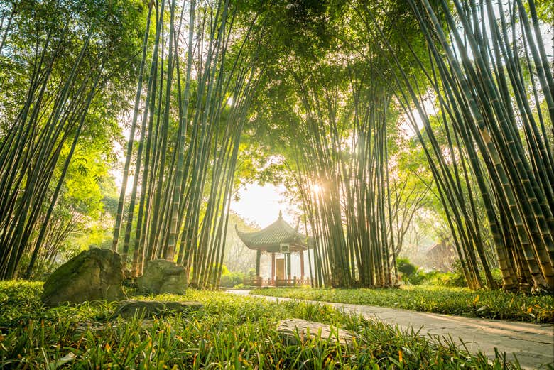 Gli alberi di bambù di Chengdu