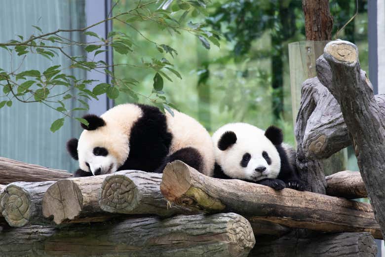 Veremos pandas de todas las edades