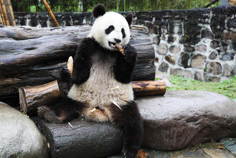 Voluntariado en la reserva de pandas de Dujiangyan desde Chengdú Voluntariado en la reserva de pandas de Dujiangyan desde Chengdú