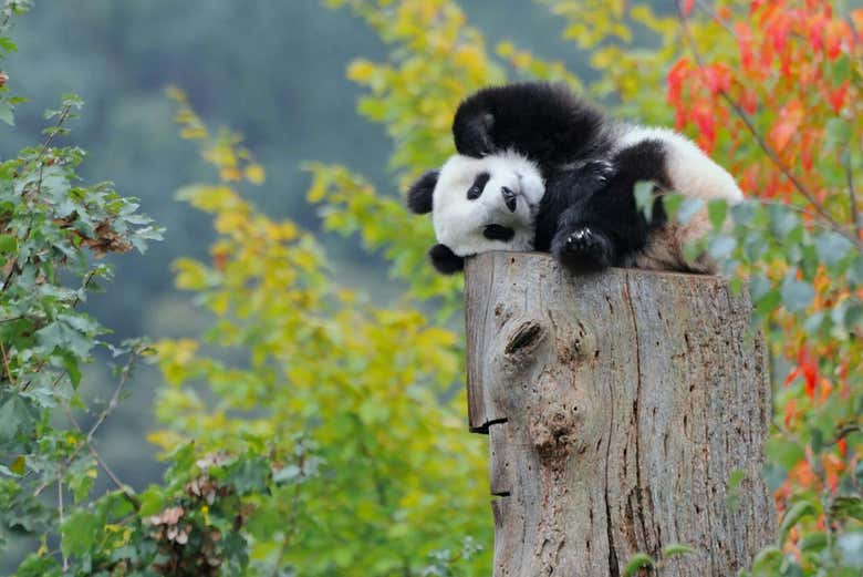 Os enamoraréis de estos encantadores animalitos