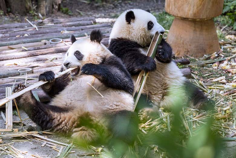 ¡Qué vida la de los pandas en Chengdú!