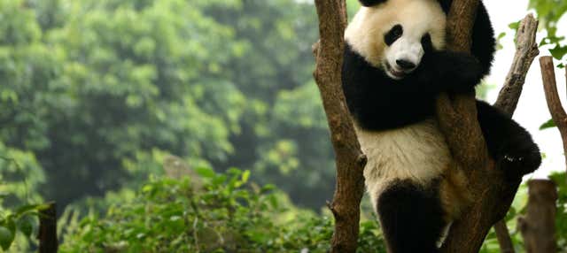 Tour privado por Chengdú y la Reserva de Pandas
