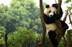 Tour privado por Chengdu e Reserva de Pandas