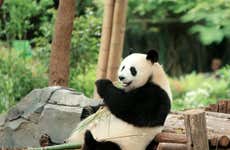 Visita a la base de pandas gigantes de Chengdú + Clase de ópera de Sichuan