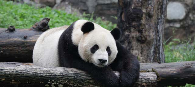 Experiência privada de voluntariado na reserva de pandas de Dujiangyan