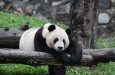Esperienza privata di volontariato nella riserva di panda di Dujiangyan