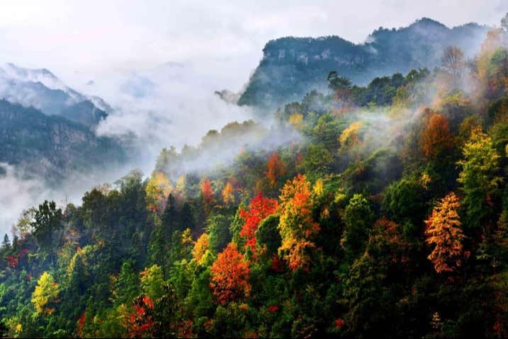 Visit Jinfo Shan Mountain!
