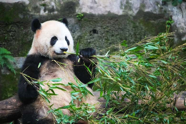 Un adorable oso panda